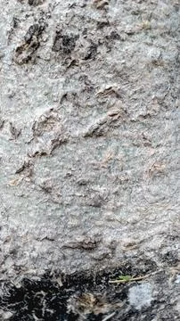 Light Gray Weathered Tree Bark Texture Rough Nature Background Stock Photos