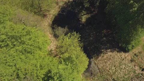 Light green beech trees and forest pond in early spring Stock Footage 98772837