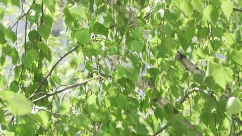 Light green birch leaves moving on the wind Stock Footage 89618153