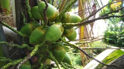 Light green coconut on the tree 写真素材