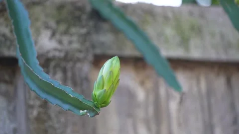 A light green dragon fruit flower bud growing Stock Footage 344708653