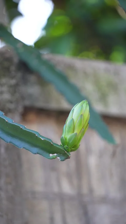 A light green dragon fruit flower bud growing Stock Footage 344708665