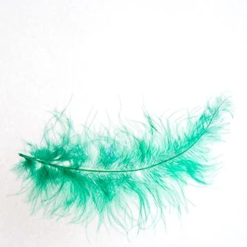 Light green feather on white background, isolated, close-up Stock Illustration