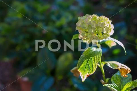 Light Green Flower Of An Hydrangea