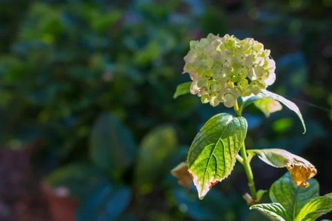 Light green flower of an Hydrangea Stock Photos