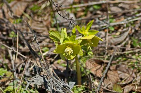 The light-green flowers of the black-and-white Helleborus, the Christmas rose Stock Photos