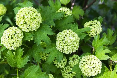 Light green flowers of Hydrangea, close-up Stock Photos