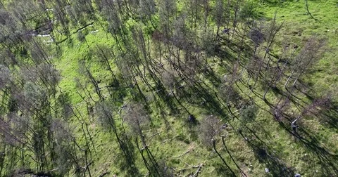 Light green forest with creek in Norway 스톡 동영상 70120002