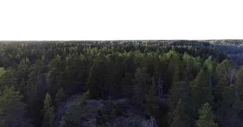 Light green forrest, Cinema 4k aerial flight above fresh spring leaves, in a  Stock Footage 77092093