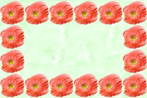 Light green frame with red poppies flowers by side Stock Illustration