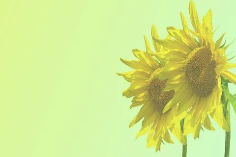Light green gradient and two sunflowers used to make oil Stock Illustration
