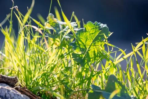 Light green grass closeup on sunlight Stock Photos