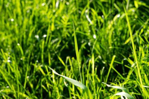 Light Green Grass Stock Photos