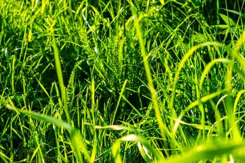 Light Green Grass Stock Photos