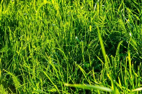 Light Green Grass Stock Photos