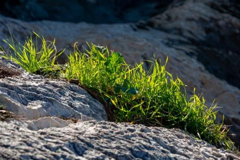 Light  green grass shrub closeup on bright sunlight Stock Photos