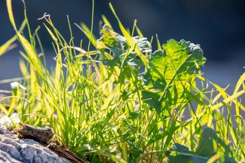 Light  green grass shrub closeup on bright sunlight Stock Photos