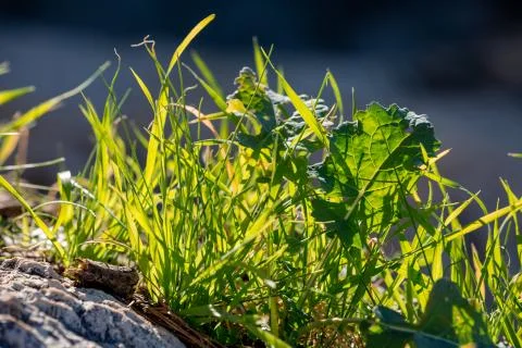 Light green grass shrub closeup on sunlight Stock Photos