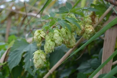 Light green hops, humulus, hamulus hop with dark green leaves. Stockfoto's