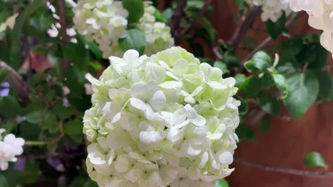 Light Green Hydrangea and White Viburnum Flowers Close Up Stock Footage 332522117