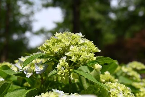 Light green Hydrangea macrophylla blossom in the garden Foto stock