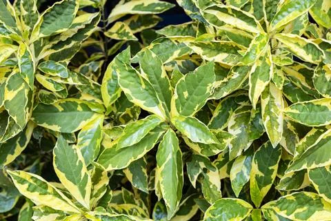 Light Green Leaf Background Stock Photos