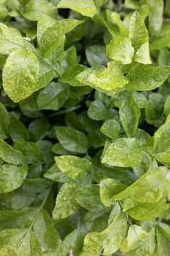 Light Green Leaf Background Stock Photos