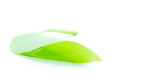 Light green leaf in fold form Stock Photos