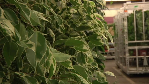 Light Green Leaf Plant Stock Footage 136210736