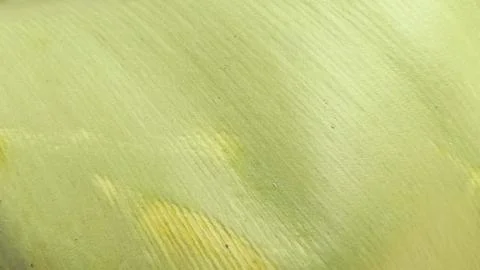 Light Green Leaf Surface Texture Nature Background 写真素材