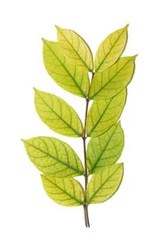 Light green leafs on white background 스톡 사진