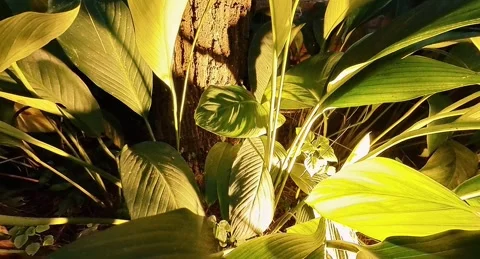Light Green Leaves 1 Stock Footage 281793948