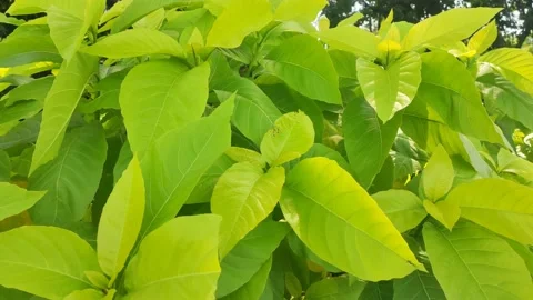 The light green leaves look fresh and beautiful 4K 30FPS Stock Footage 168890919