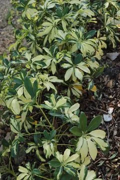 Light green leaves with striped patterns create natural harmony Foto stock