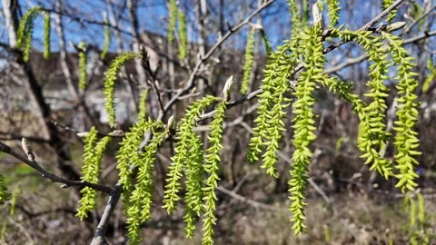 Light green leaves on a tree branch in spring. Stock Footage 317628827