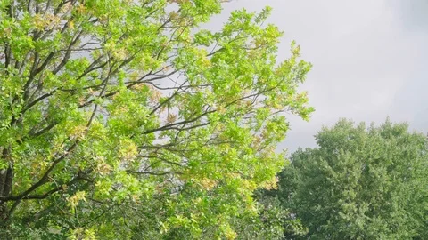 Light green leaves on a tree moving in the wind Stock Footage 97069997