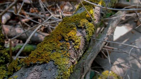 Light green lichens on dead tree in a forest Foto stock