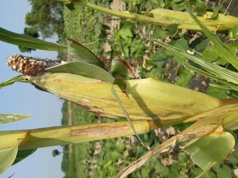 Light green maize. Stock Photos