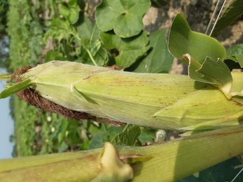 Light green maize. Stock Photos