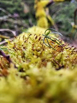 Light green moss after a child with a growing green seedling Stock Photos