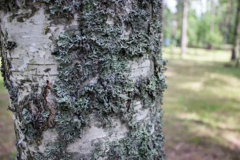 Light green moss on a tree close-up Stock Photos