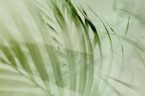 Light green palm leaf background Stock Photos