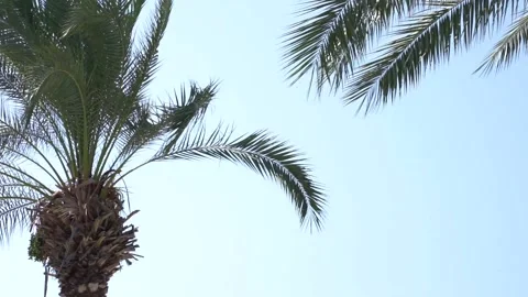 Light green palm tree leaves against turquoise blue sky. Stock Footage 133472769