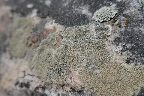 Light green patch of lichen growing on stone Stock Photos