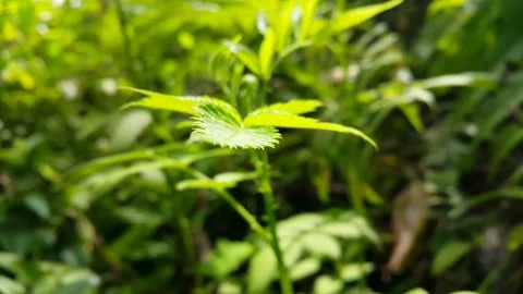 Light green Roseleaf Raspberry leaf background. Fresh leaves. Stock Footage 233433867