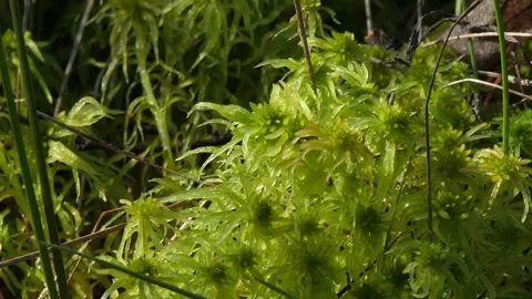 Light green sphagnum moss Stock Footage 283020377