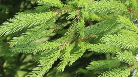 Light green spruce branches with young needles gently swaying in spring breeze Stock Footage 339265998