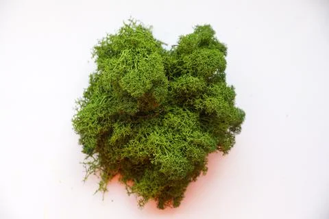 Light green stabilized forest moss for decoration on white background Stock Photos
