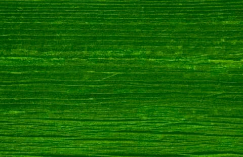 Light green texture background backdrop for graphic design Stock Photos