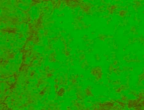 Light green texture background backdrop for graphic design Stock Photos